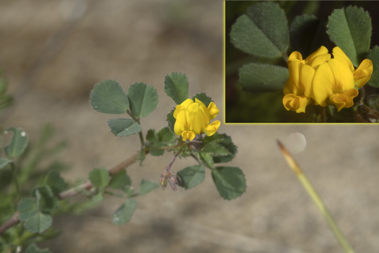 Leguminosa delle dune! - Medicago littoralis e M.marina